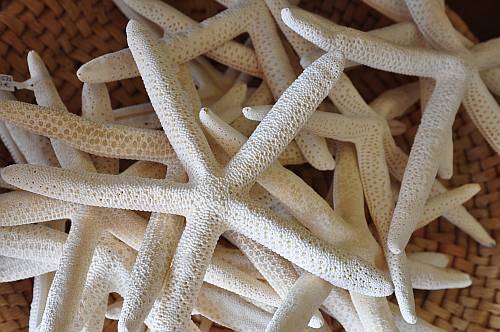 estrellas de mar