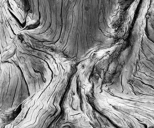 driftwood