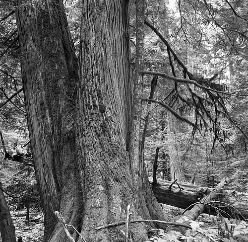 treebase