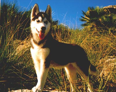 perro