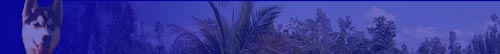 banner con perro