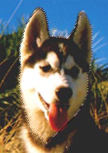 recorte perro