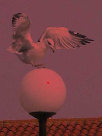gaviota por luminosidad